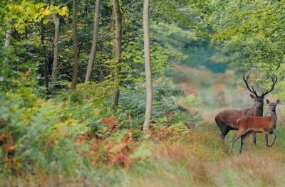 Forêt de Compiègne